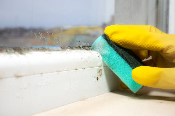 Professional Mold Removal in Grand Point, LA
