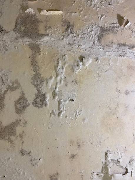 Best Office Mold Removal Services  in Grand Point, LA