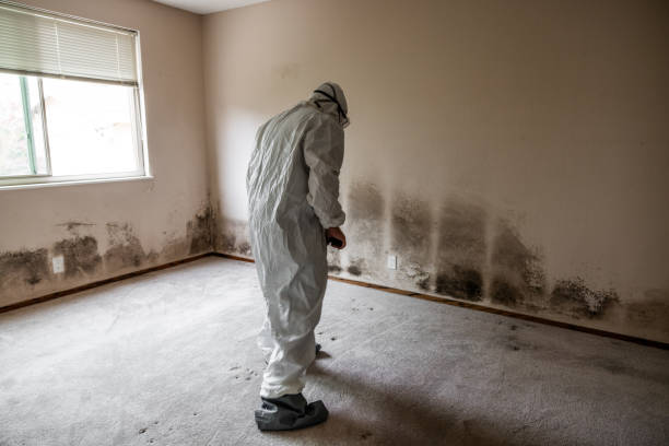 Best Mold Cleaning Services  in Grand Point, LA